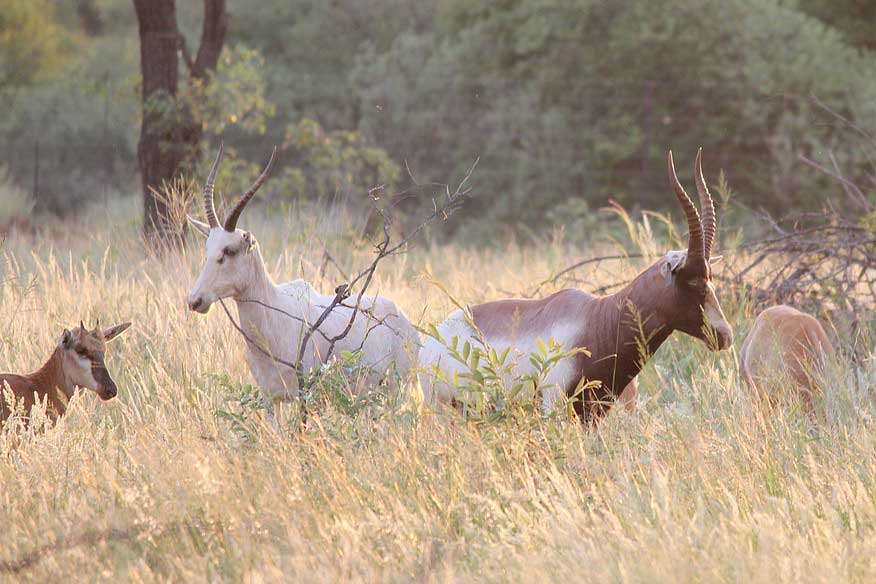 Gamevest-White-saddle-back-blesbuck-4