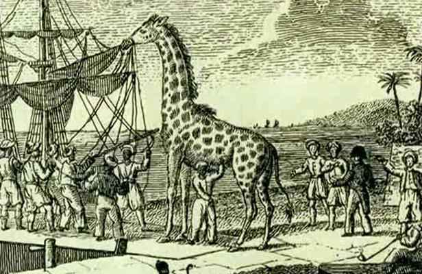 2048x1536-fit_zarafa-premiere-girafe-france-lors-embarquement-alexandrie-1826