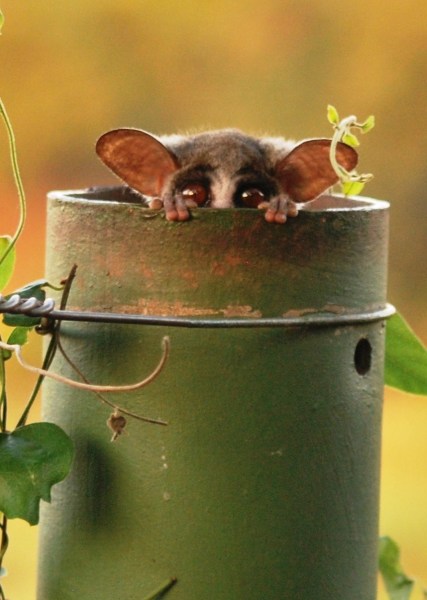 a77c56ea2afb4eeeb628473515cbf8f8