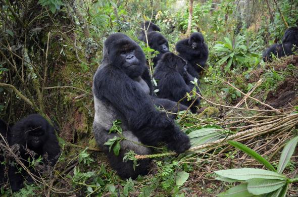 Mort de trois icons de la faune sauvage africaine – Actualités de la ...