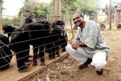 Bala with chimps.jpg