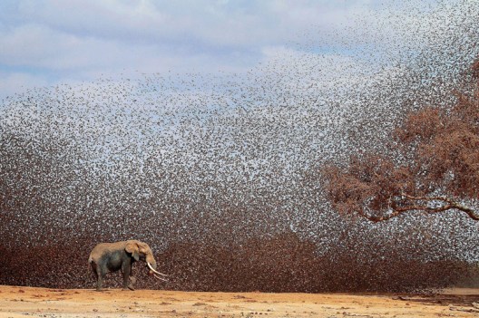 elephant-quelea-quelea