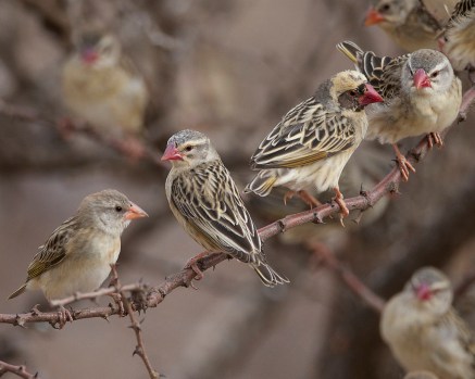 red-billed-quelea-quelea-quelea-juvenile-female-male-female-by-lip-kee