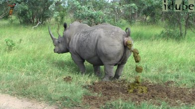 rhino-caca