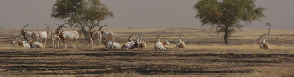 15585329_1309040455822614_4723798008207076423_o