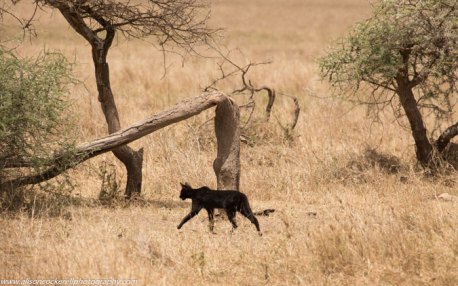 melanistic-serval-cat