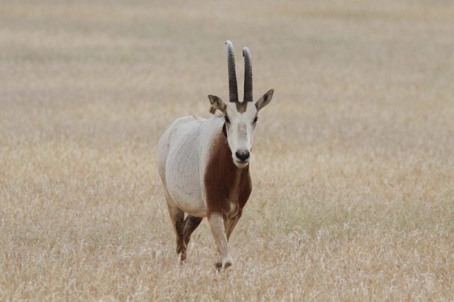 Plomb Creux BF (pêche) - Modèle Animaux Sauvages Oryx - Occasion, Origine France