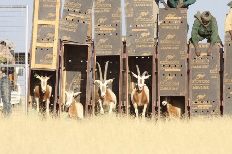 the-25-strong-herd-of-25-scimitar-horned-oryx-has-arrived-in-the-ouadi-rime-ouadi-achim-reserve-all-photos-courtesy-abu-dhabi-enviroment-agency