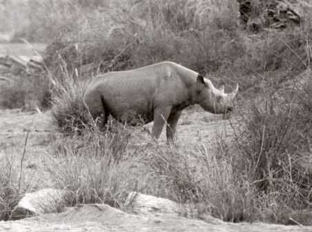 rhinoceros Longipes.jpg