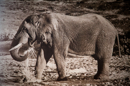 Addo copyright-Scott-Ramsay hapoor.jpg