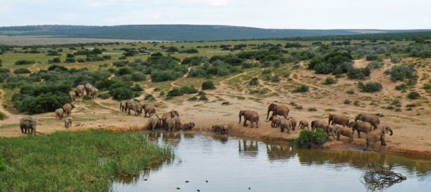 addo elephant park.jpg
