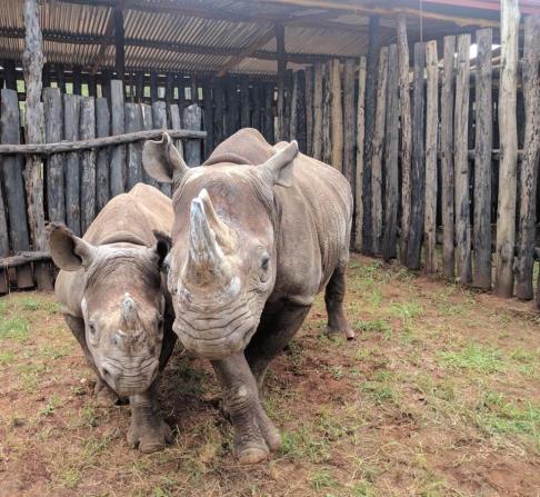 RHINO RWANDA