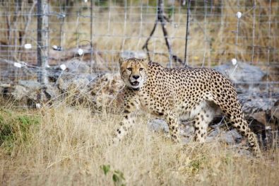 4.-The-translocated-cheetah-are-adjusting-well-to-their-new-surroundings-in-Liwonde-Copyright-African-Parks-Frank-Weitzer-1-768x512