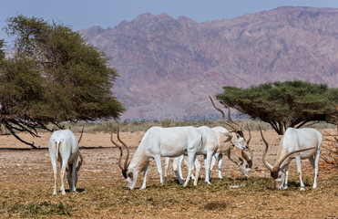 addax 2