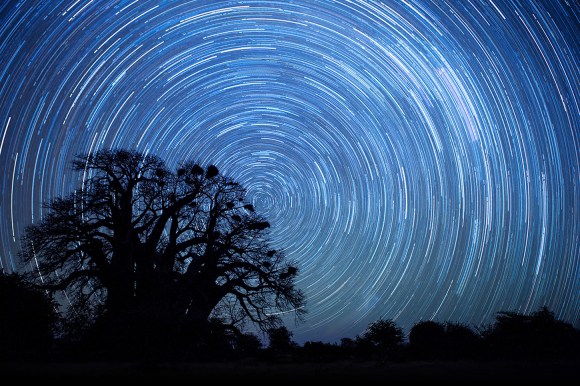Star Trails Over Chapman's Baobab