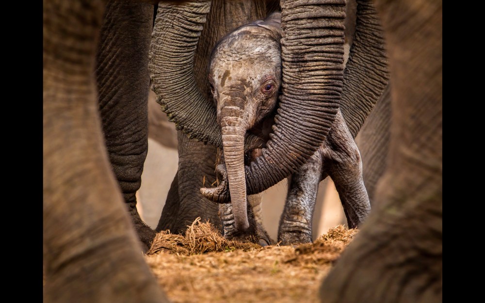 Circles of protection at Addo Elephant National Park, South Africa John Vosloo