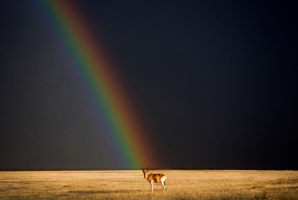 End of the rainbow in Maasai Mara National Reserve, Kenya Björn Persson