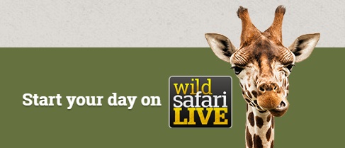 wild safari live