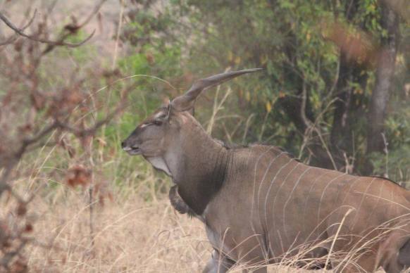eland de derby cameroun